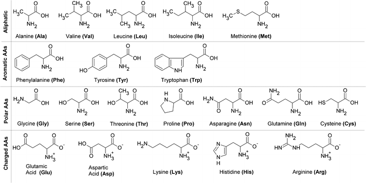 Amino Acids Diagram